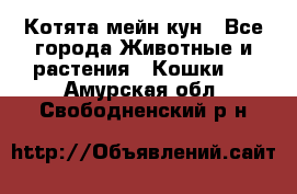 Котята мейн кун - Все города Животные и растения » Кошки   . Амурская обл.,Свободненский р-н